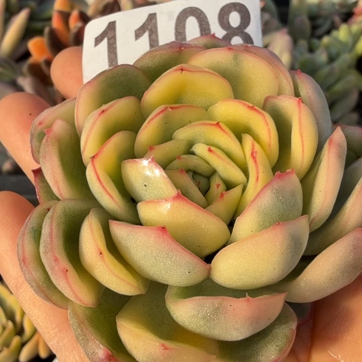 草莓冰无根多肉植物满18包邮当场凑单不满单隔天发顺丰到付