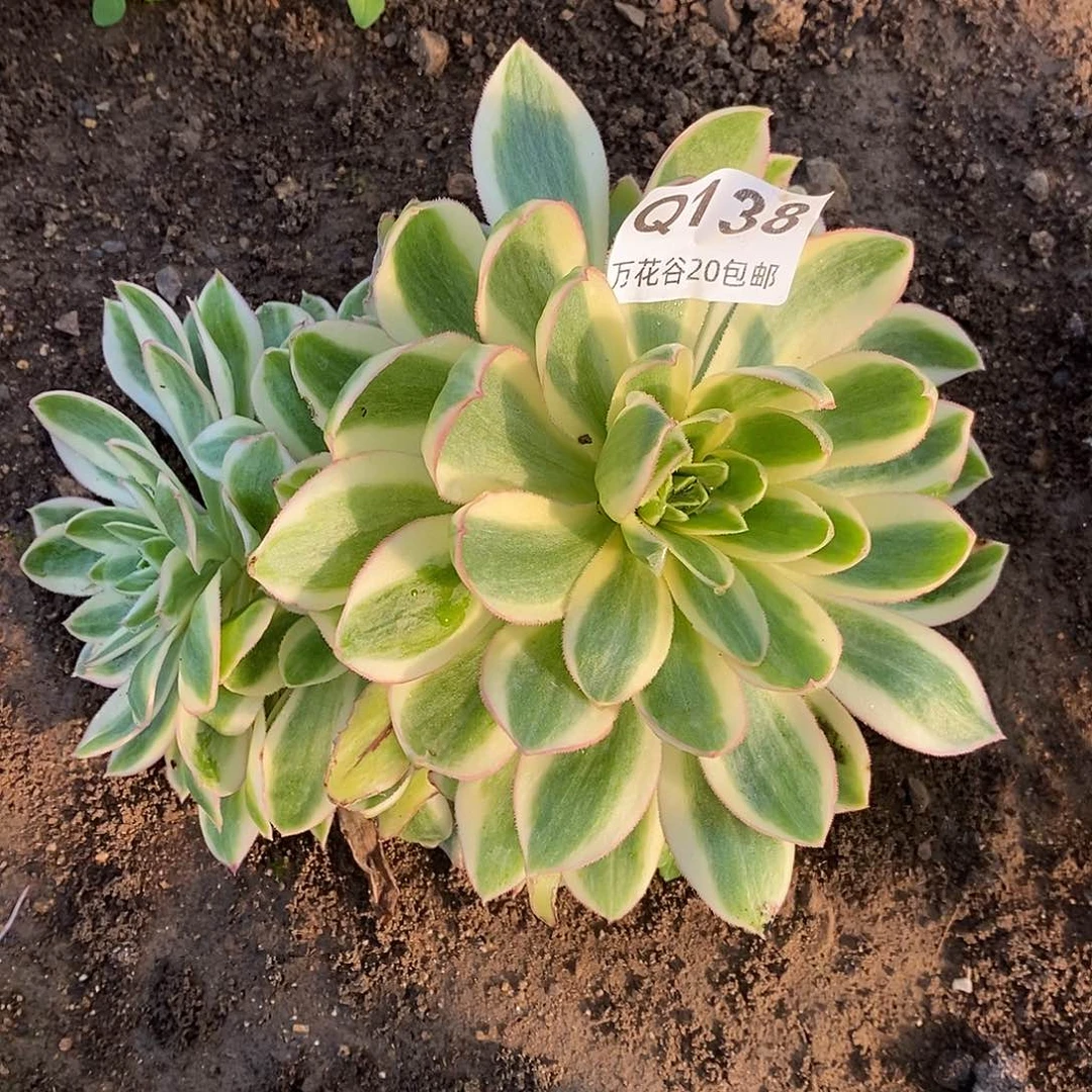 138青莲多肉植物