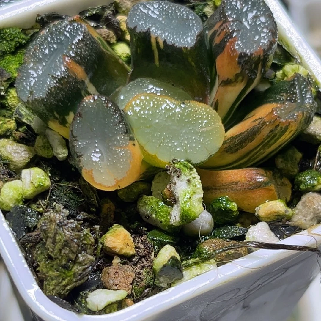 十二卷多肉植物1649大紫