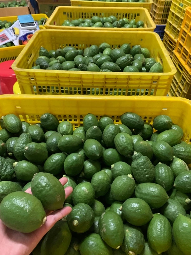 广东香水柠檬新鲜泡水无籽清香型奶茶店柠檬茶店摆摊专用