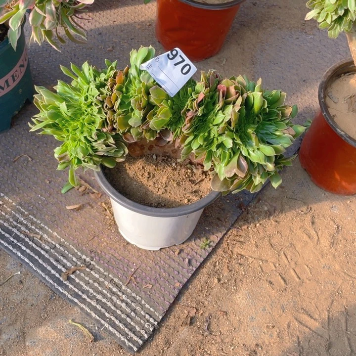 多肉柠檬玫瑰缀化970