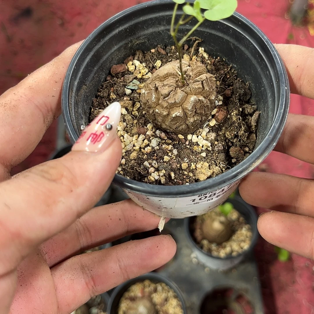 H***r108474一物一拍单头发货