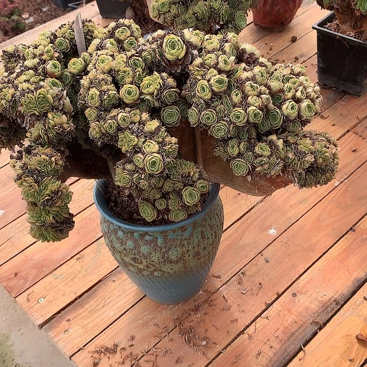 微瑕万朵朵脱土发货啊