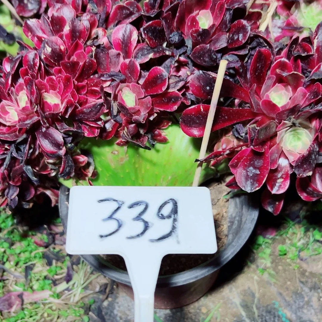小*~多肉植物美杜莎缀花