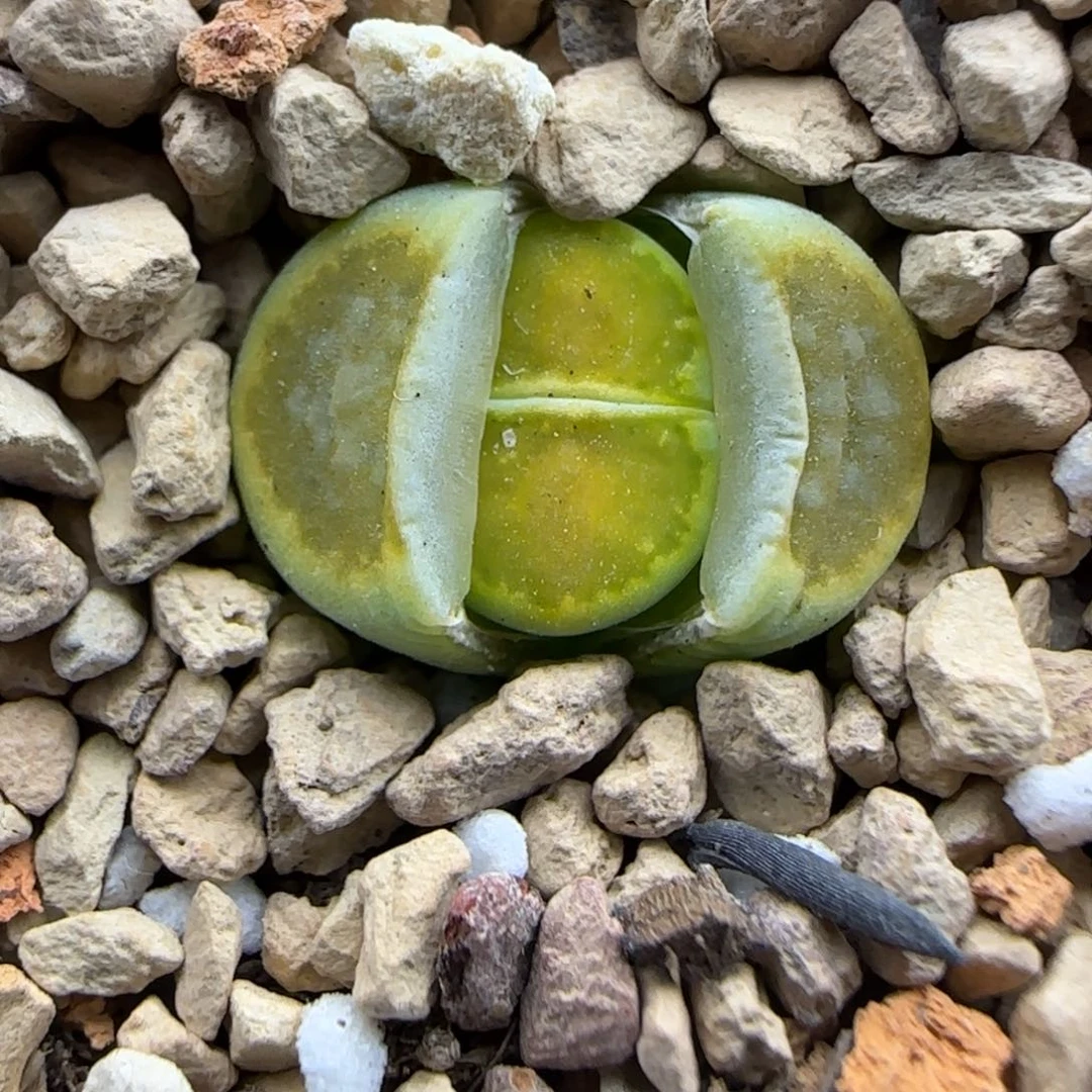 037 生石花大棚直播