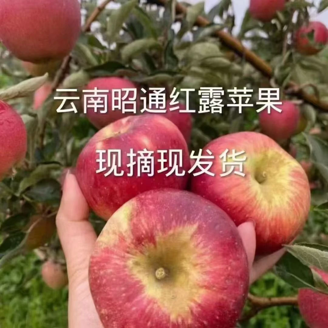 云南昭通丑苹果红露现摘现发脆甜多汁