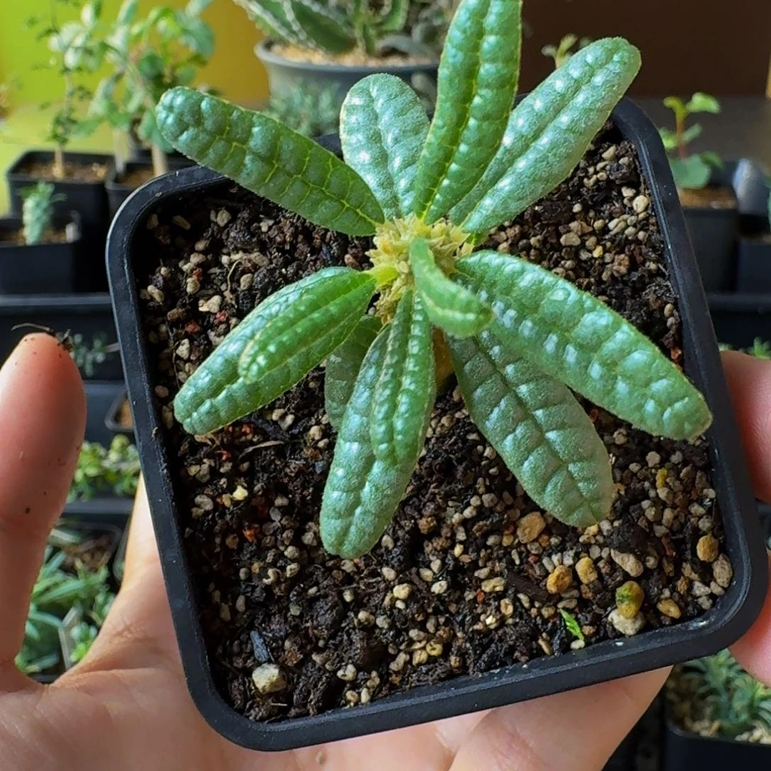 实生泡泡叶巨琉桑带盆土顺丰空运包邮