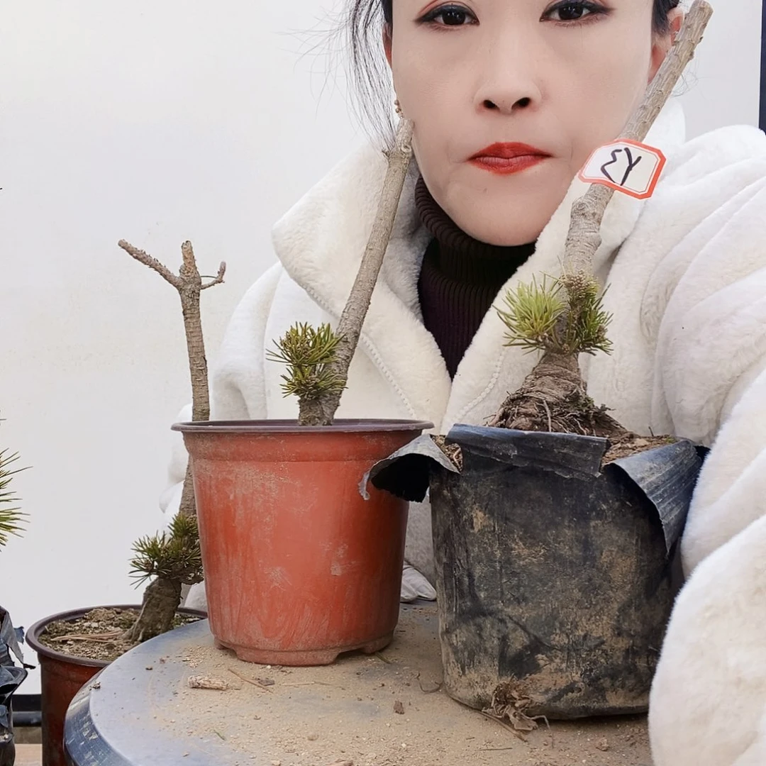 植物形态多年生草本