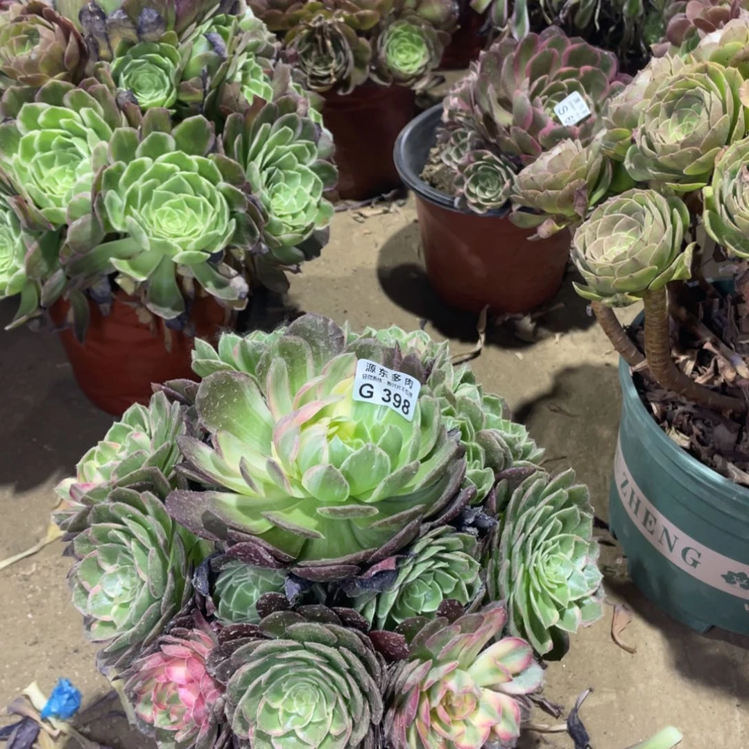 398万花筒多肉法师断枝不包