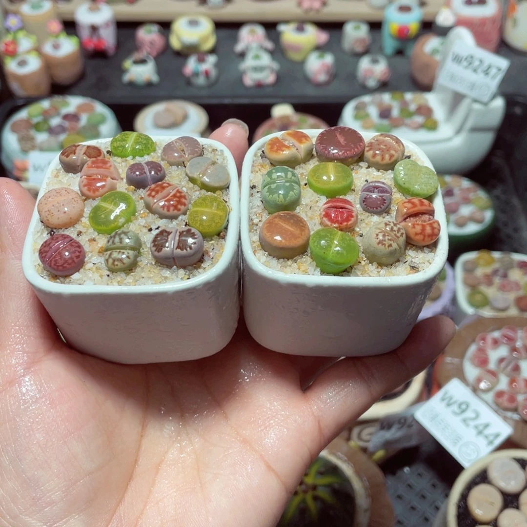 可**_w9259 带盆土发货-零下地区拍保温箱