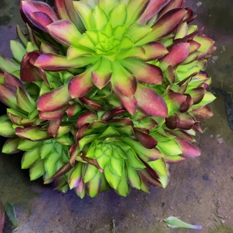 韶华多肉植物1714