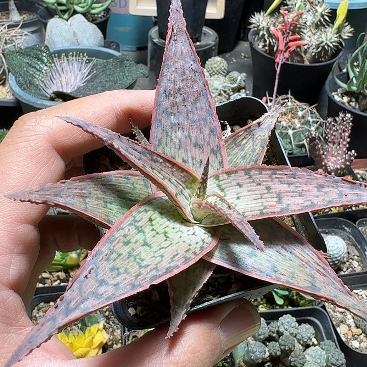 289园艺芦荟脱土发货