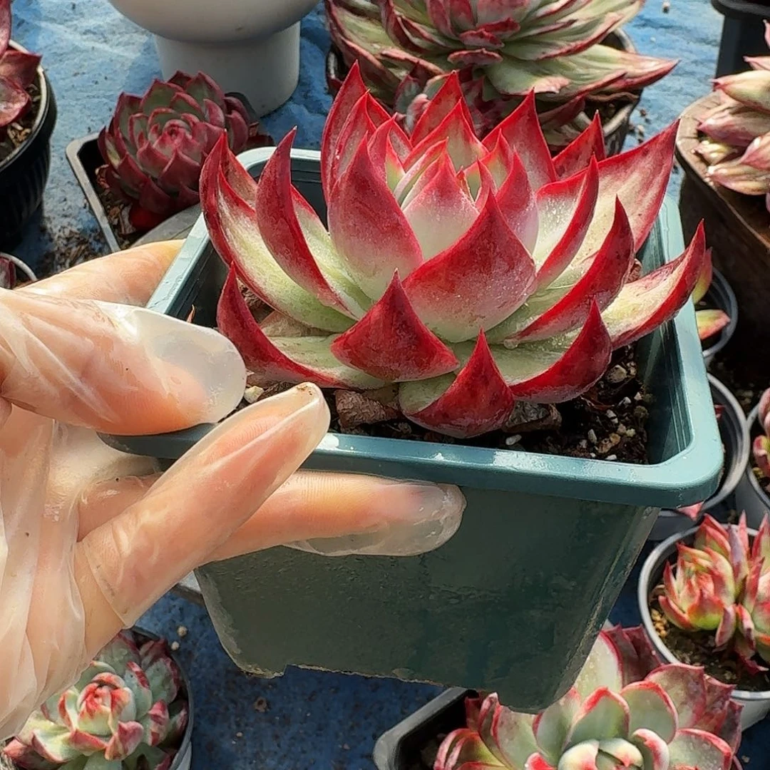 惊鸿仙子量拍勾 6 公分左右 1 颗