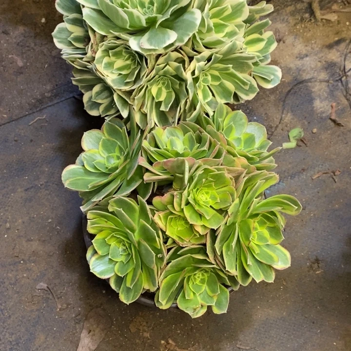 两盆多肉断头不包2641