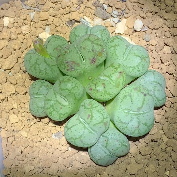 精品多肉植物园艺猴脸
