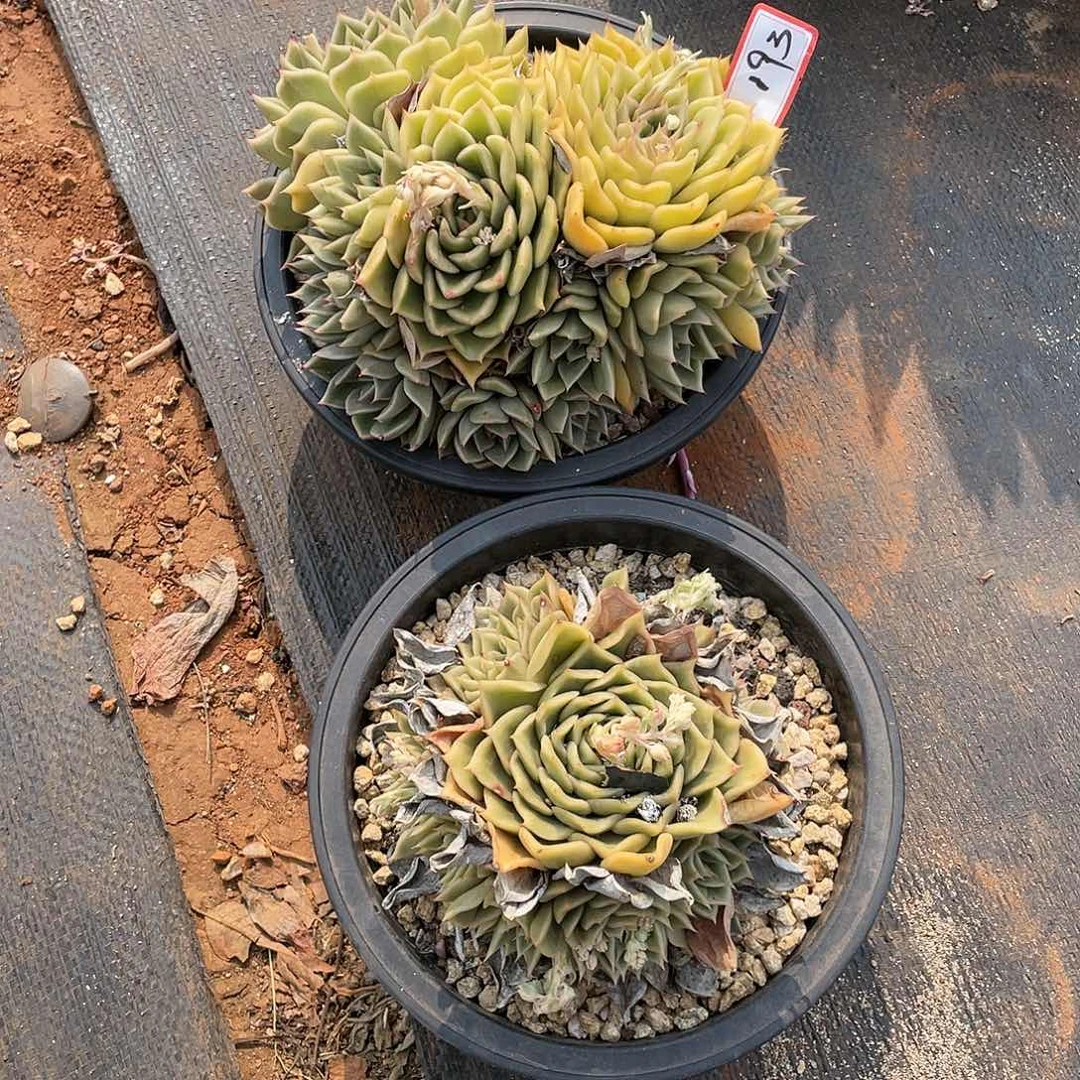 m****y东云组拍193（西藏、新疆、内蒙不包邮）