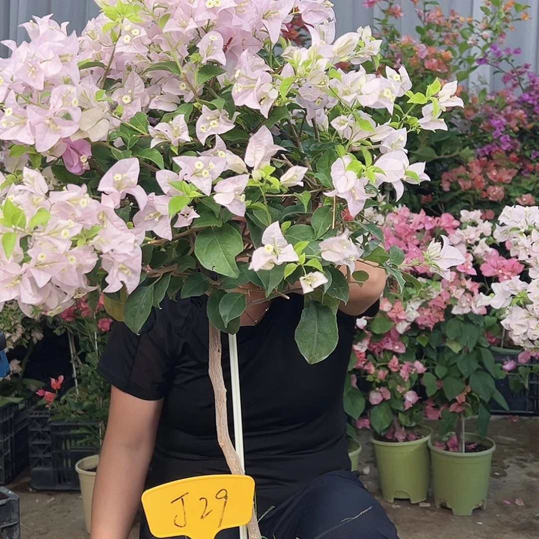 寒***纪完全开放J29苹果花