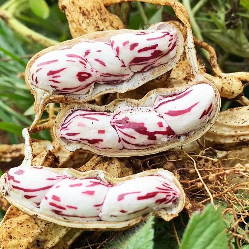 云南新鲜七彩花生现挖现发带壳带泥可水煮的牛奶水果花生