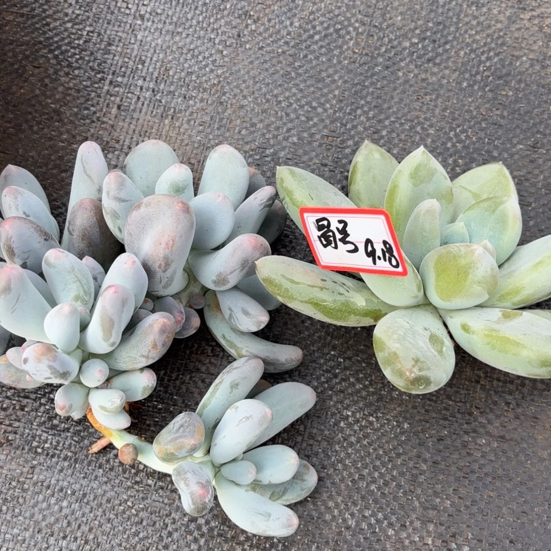 ***ㅤ米可奶群哥特单头冒号专拍9.18