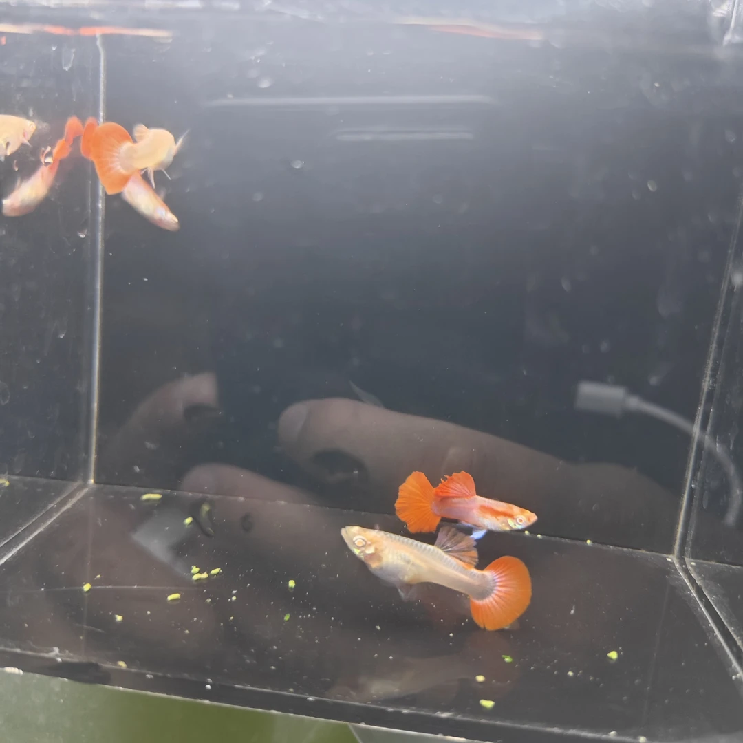 折扇白子孔雀鱼两对