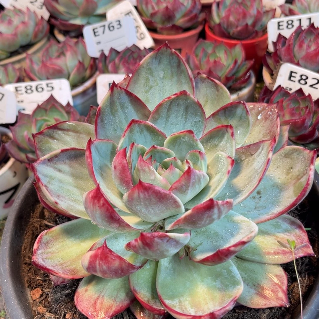 莉*子惊鸿一瞥800多肉