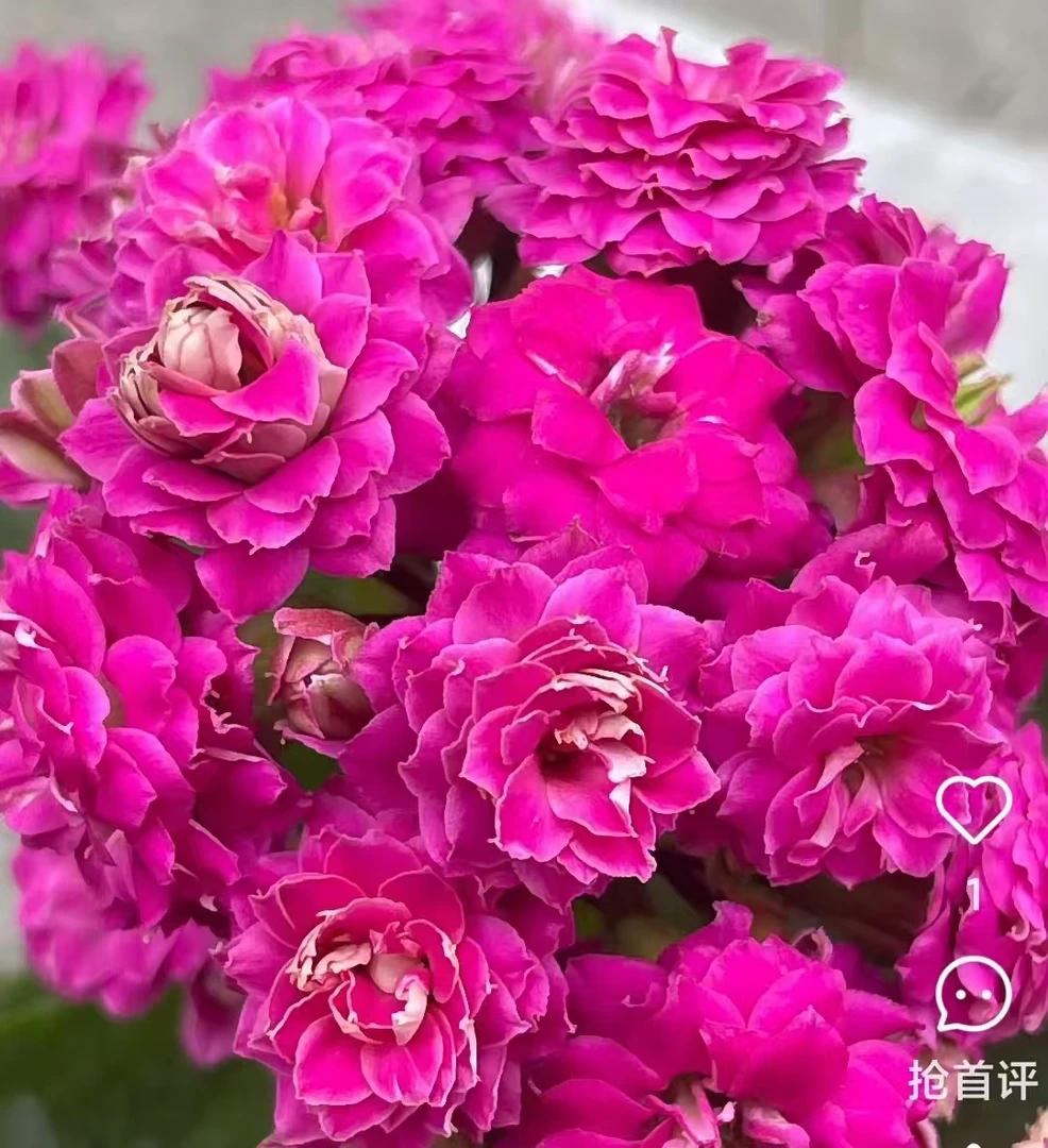 魅影 精品盆栽懒人花重瓣花卉