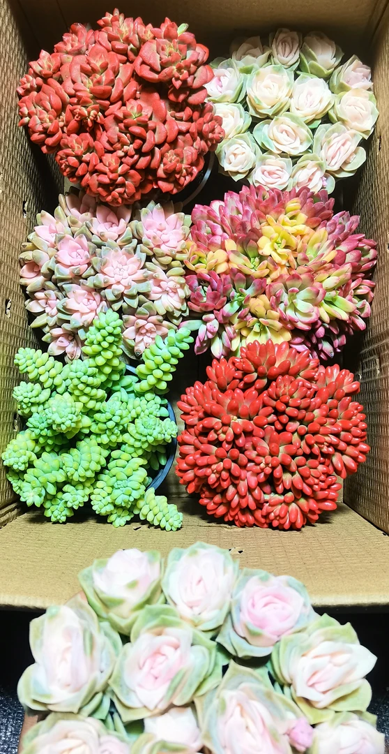 AA满满一大箱 多肉植物 全部带盆带土栽好种好 好养耐活   耐旱