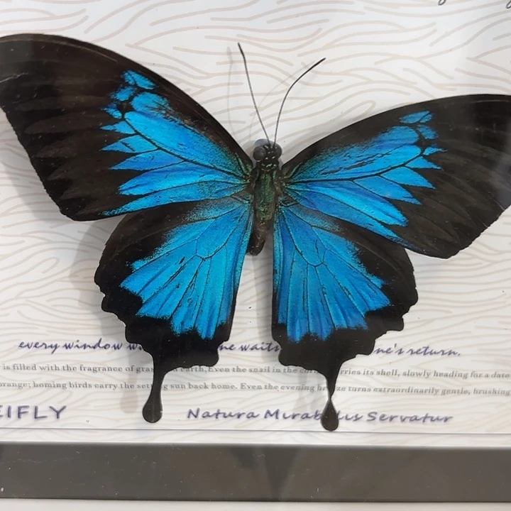 t***呀蝴蝶标本定制534@