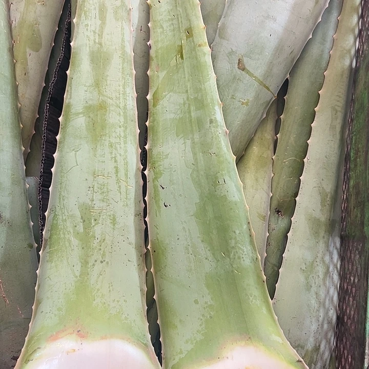 无花朵2片食用叶片，每片700一800克