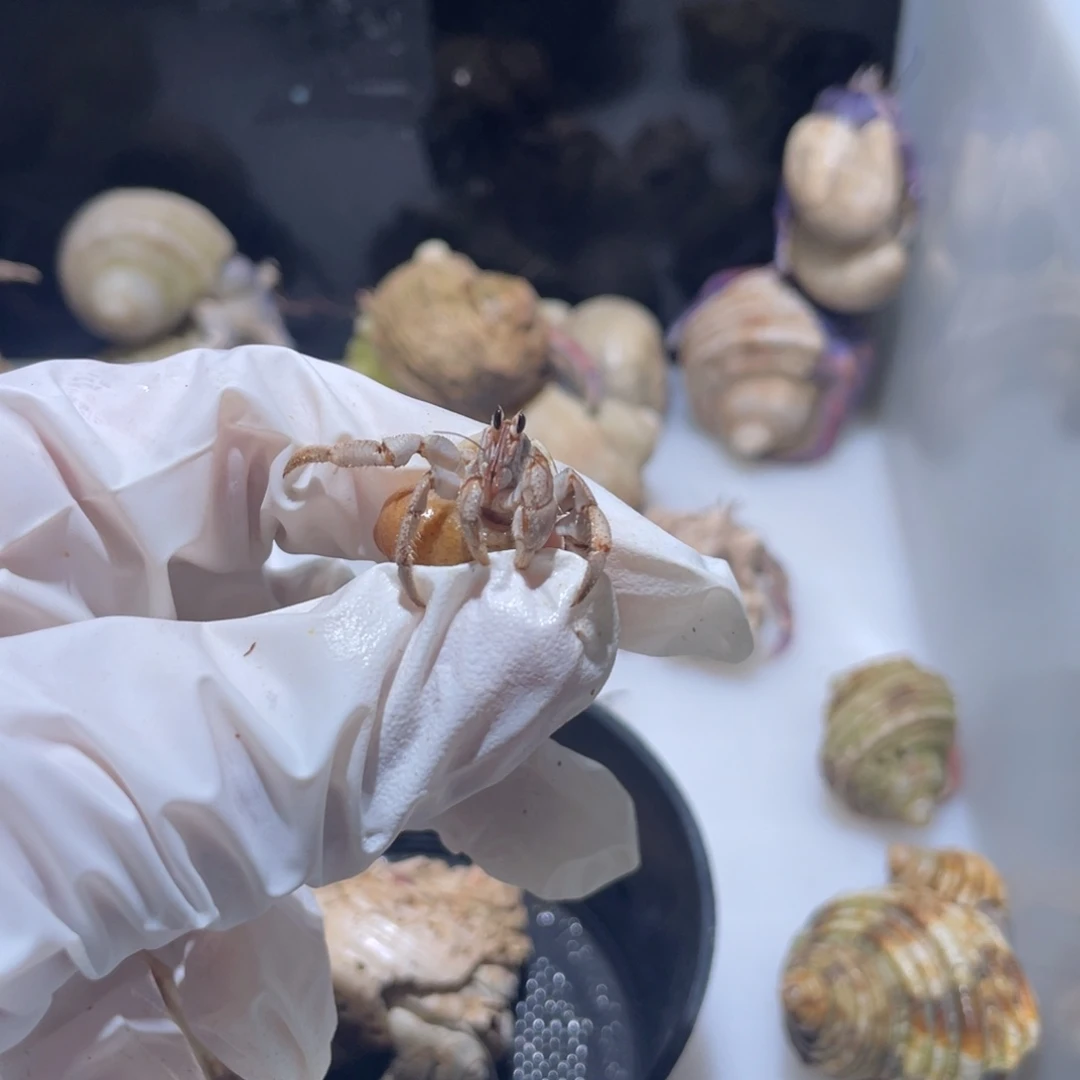 A8紫陆奶茶色1.0口