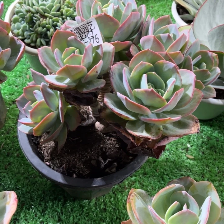 冰***g25-276凤凤多肉植物