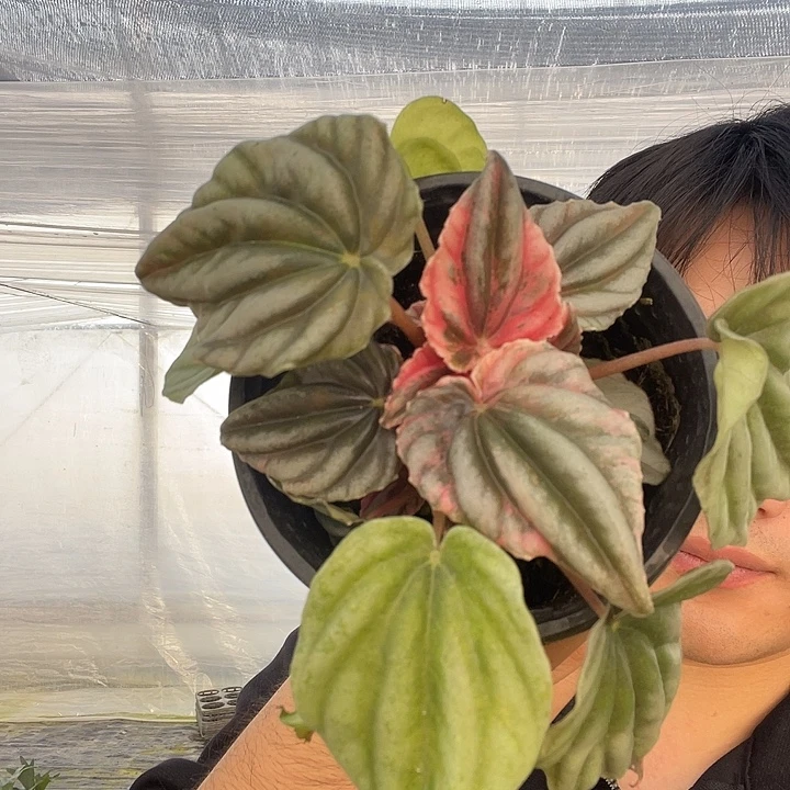 完全开放椒草锦秋海棠120盆