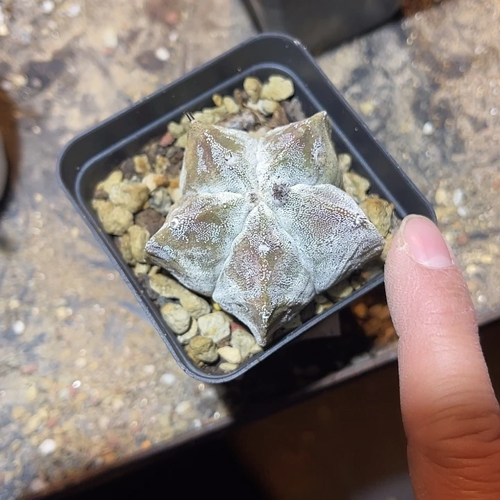 满38包邮2天凑单，脱土晾根发货多肉植物