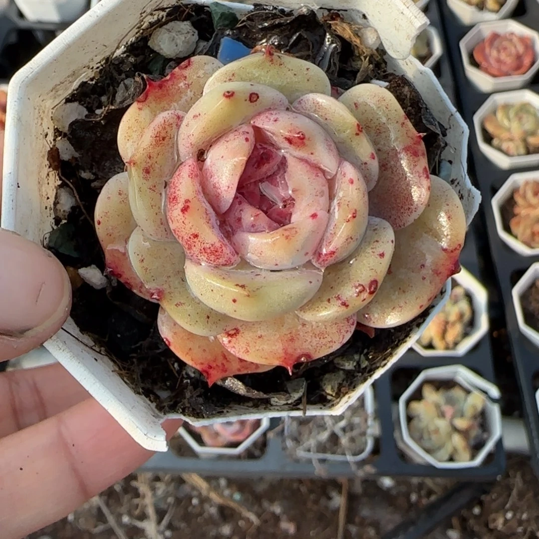 多肉小卡拉米糖心一物一拍