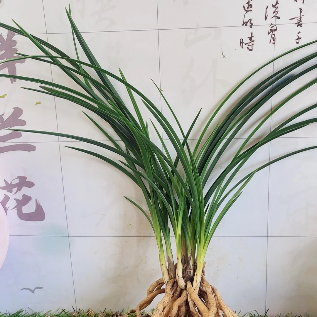 城***树完全开放兰花兰花