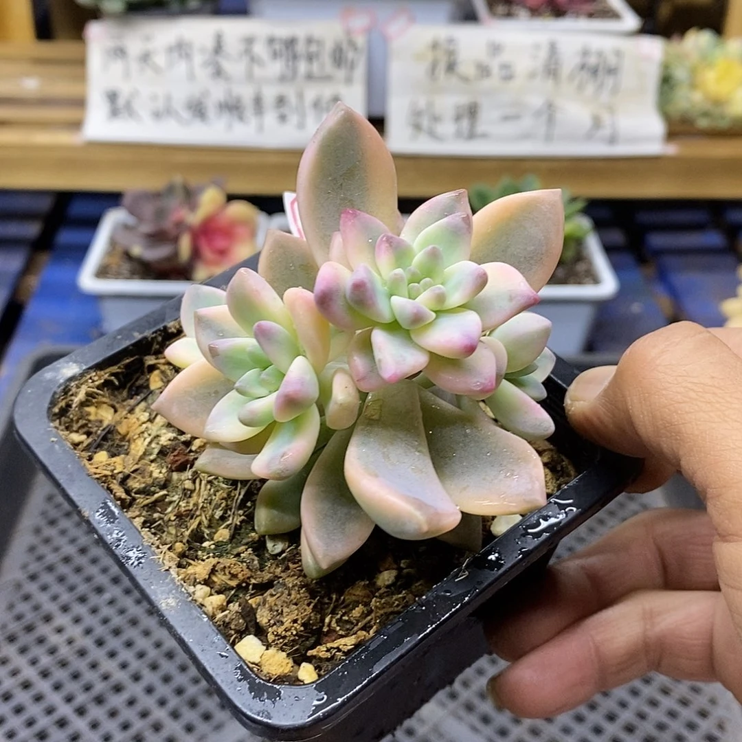 2801 淡雪锦群有砍