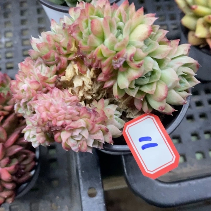 ?*?一物一拍麦秆女王缀11