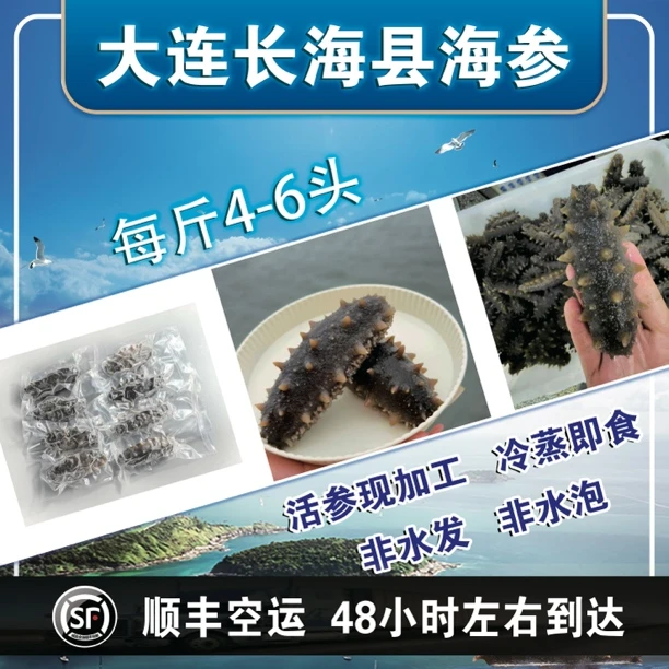 【冷蒸即食海参】大连海参 鲜活海参现加工 7斤送4斤 （每斤约4-6头）