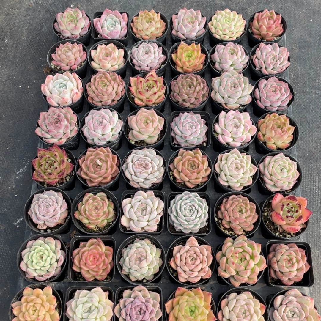 一物一拍18棵1-78