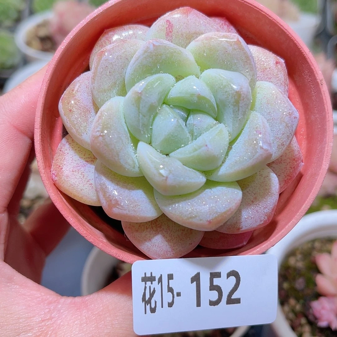 花利美15-152冰玉