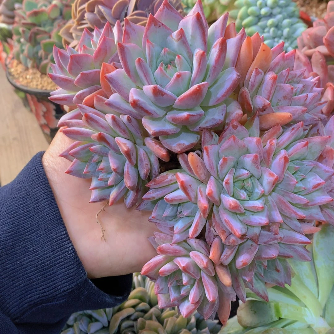 l***y精品多肉植物花卉盆栽花卉盆栽