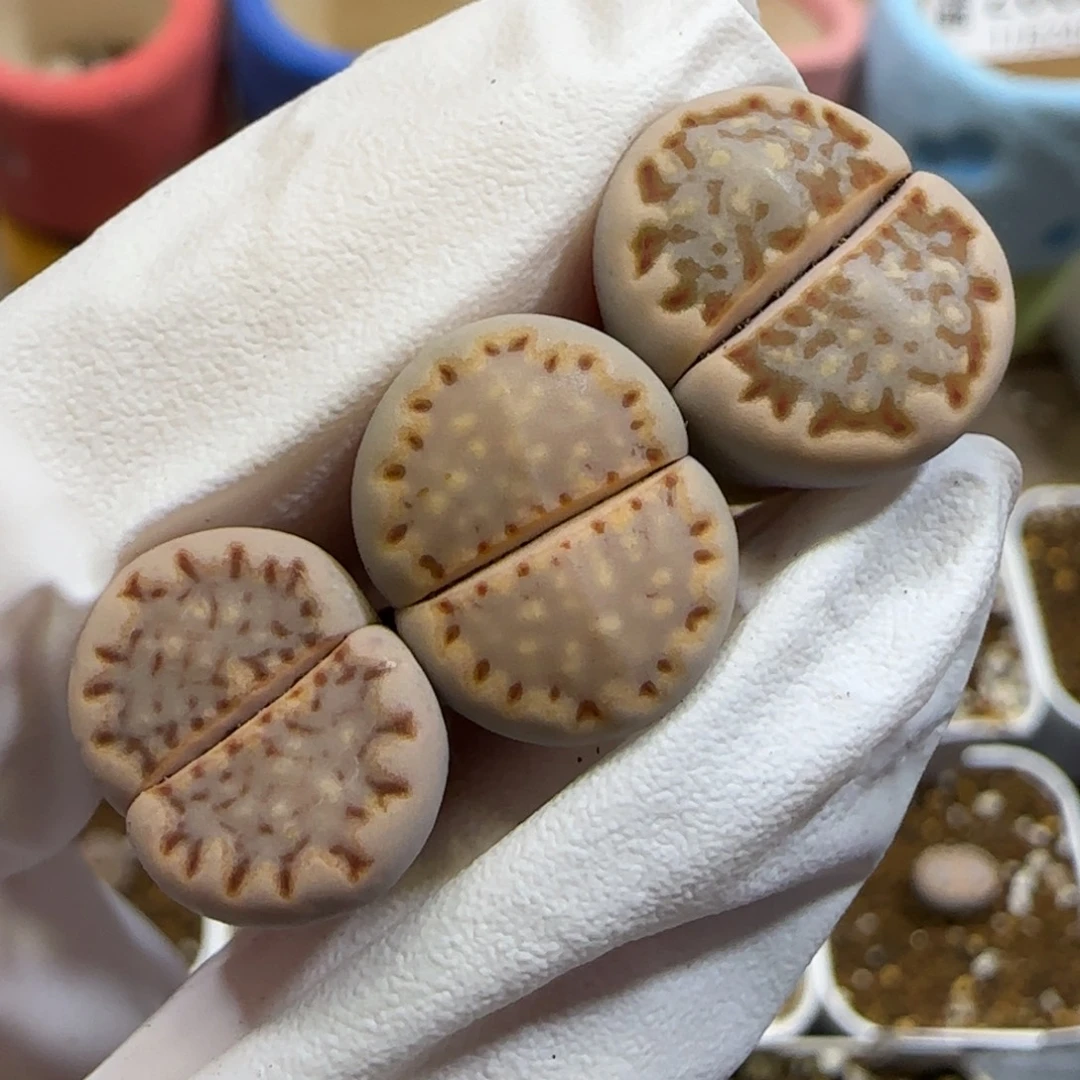 11.27.c24饼干.9063尺寸1.5cm微腿