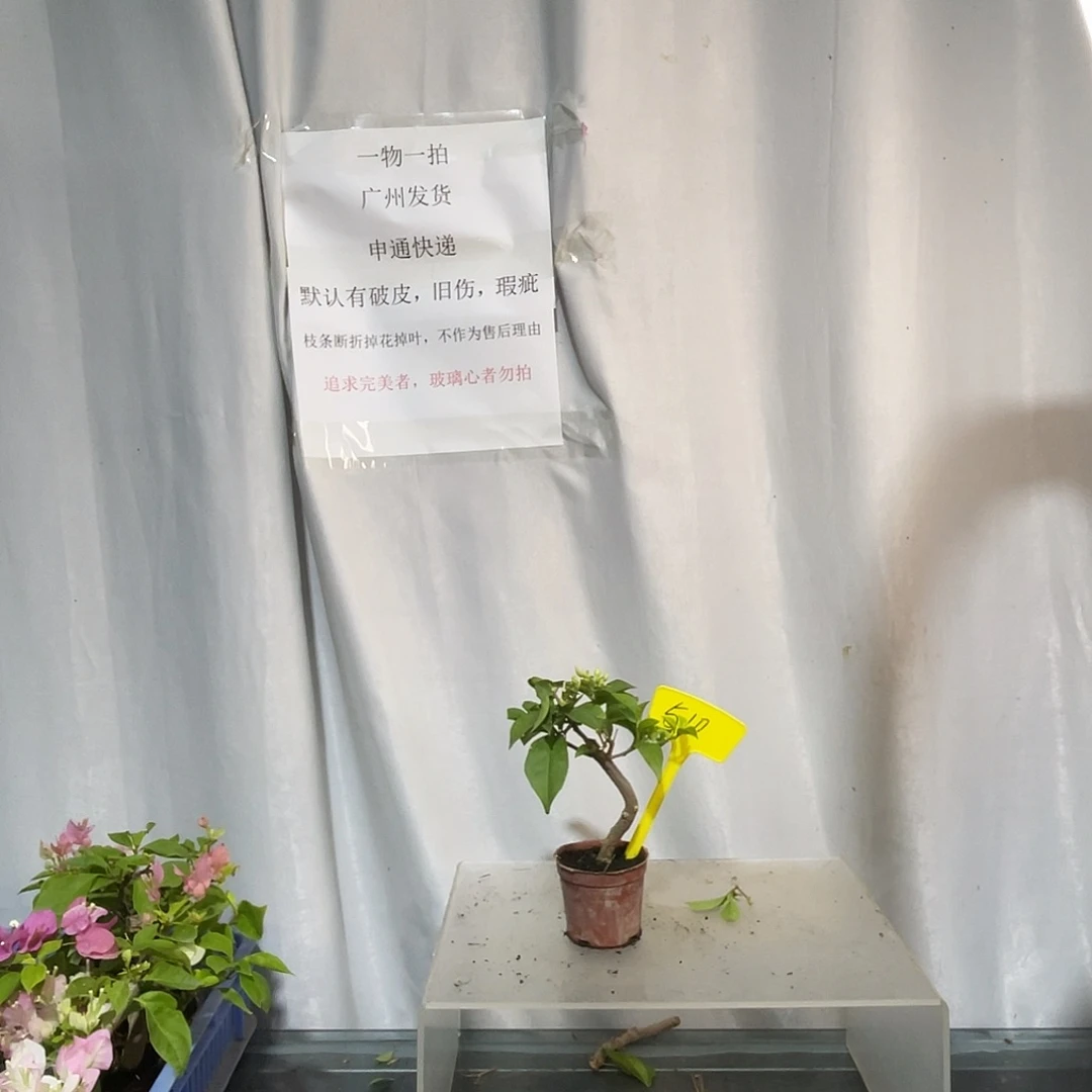 当前无花栽培后可以开花510白雪公主掌中宝