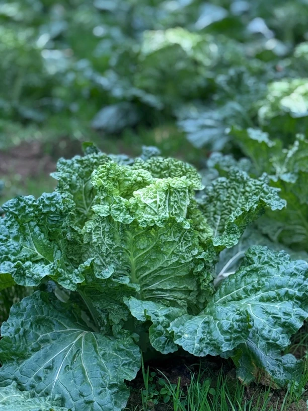 湘西高山本地白菜