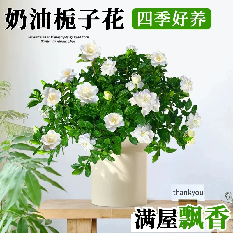 【只发新疆 新疆包邮】栀子花盆栽室内植物浓香型