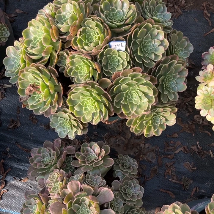 156粉花妖多少植物