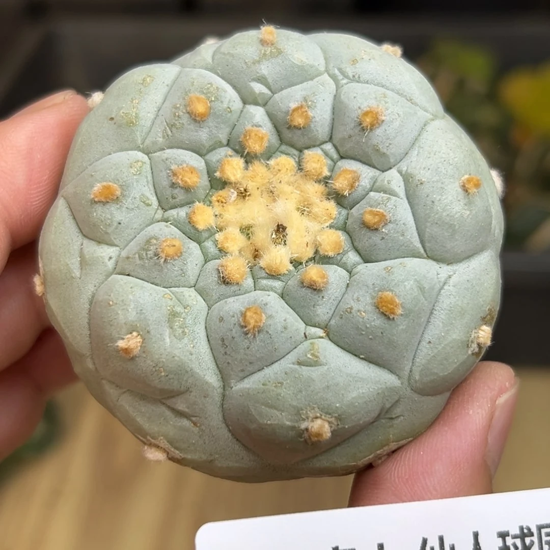 332 仙人球的海啊 鲜