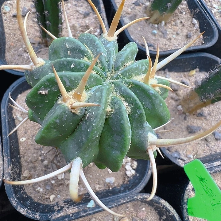 金刺龙剑。  苗接。