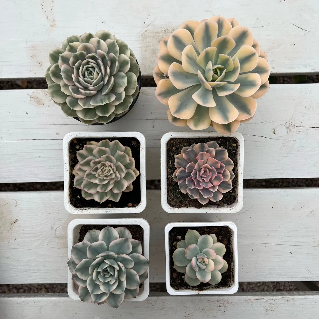 新手养锦套餐多肉植物