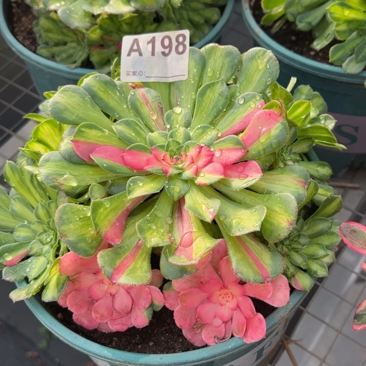198知否20厘米左右小精品